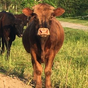 Meet your Posher, Sierra